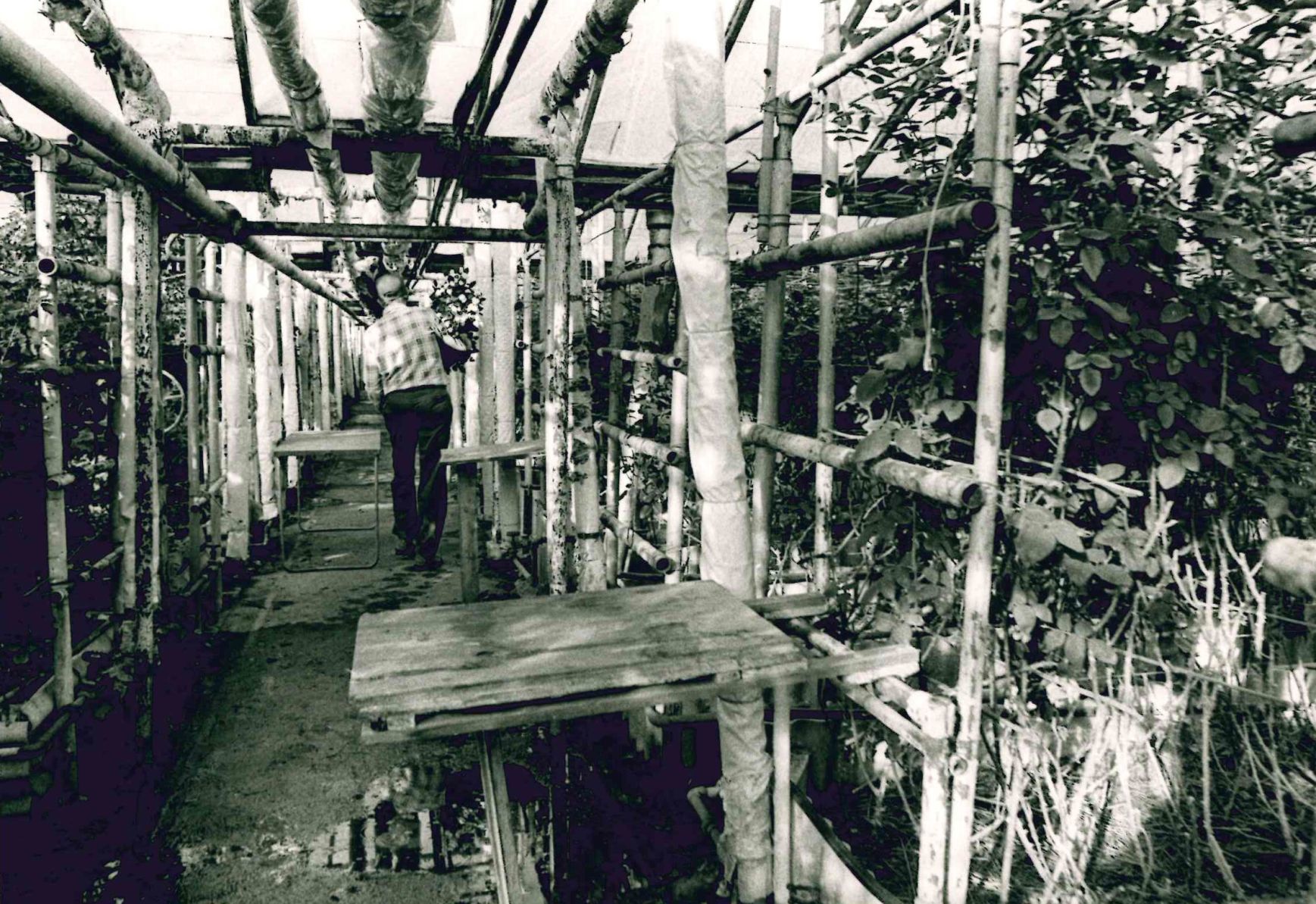 Greenhouse
